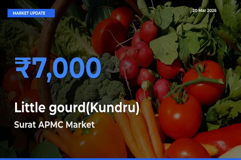 Farmers Prefer Surat APMC as Little gourd(Kundru) Hits Highest Rate