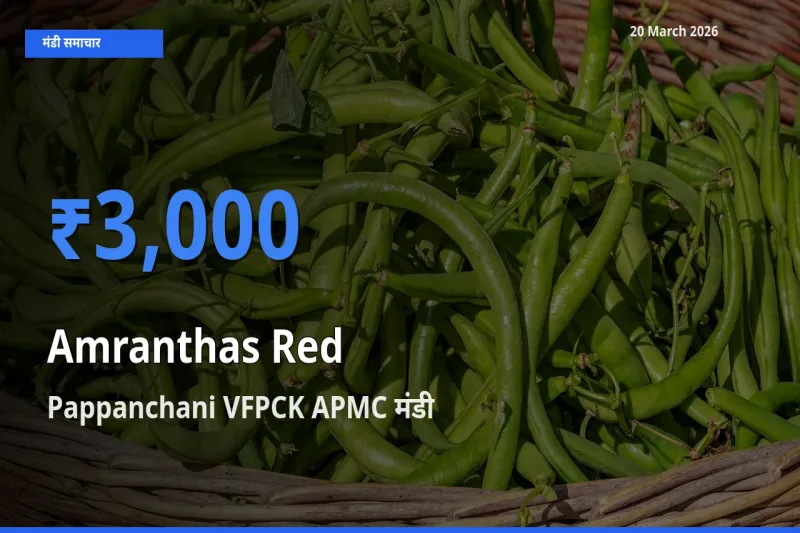 आज लाल चौलाई के सबसे ऊँचे दाम ₹3,000 Pappanchani VFPCK APMC मंडी में