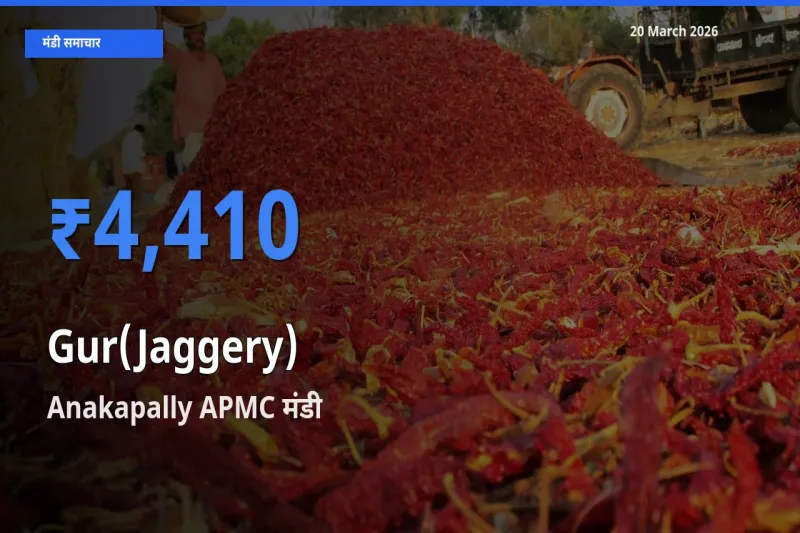 बाज़ार संकेत: Anakapally APMC बना गुड़ के लिए आज की टॉप मंडी