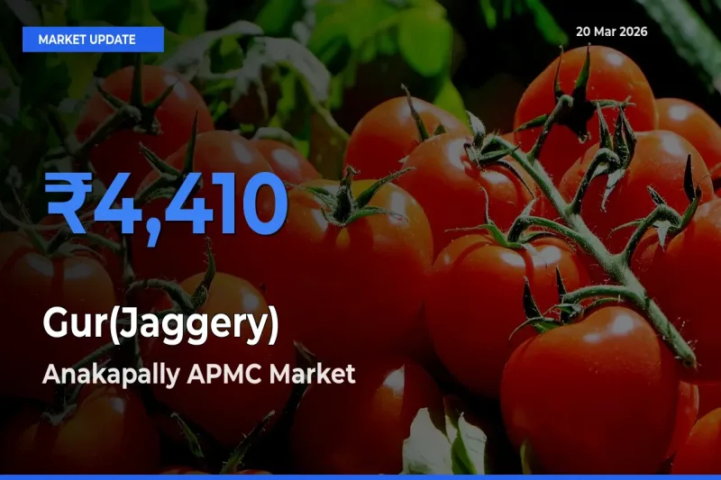 Anakapally APMC Tops Gur(Jaggery) Mandi Rates Today
