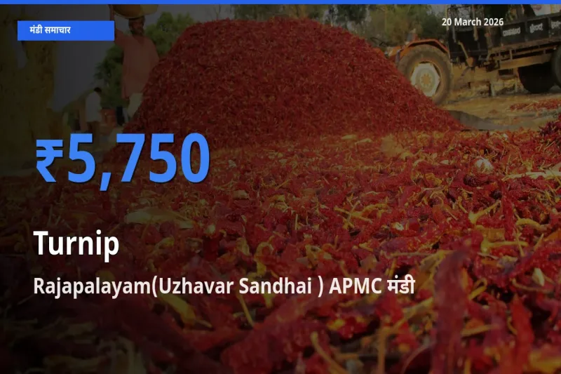 किसानों की पसंद बना Rajapalayam(Uzhavar Sandhai ) APMC, शलजम के सबसे अच्छे दाम