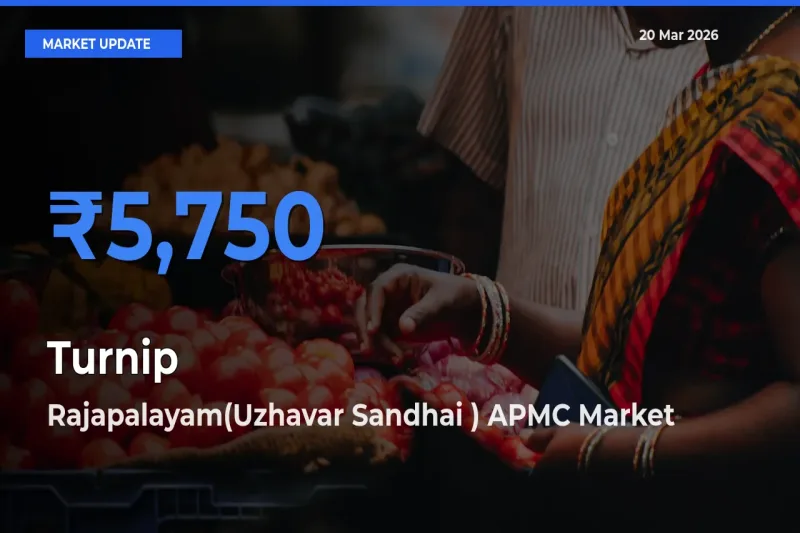Rajapalayam(Uzhavar Sandhai ) APMC Leads as Top Mandi for Turnip Prices