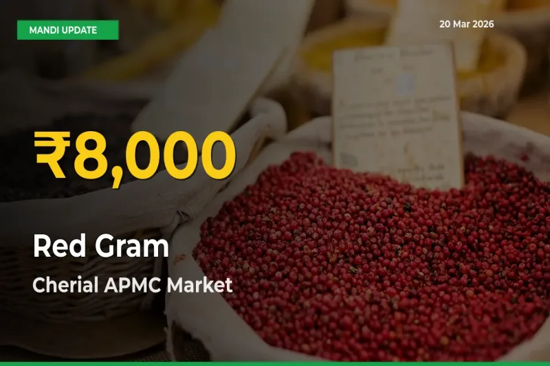 Fresh Record! Red Gram Price Climbs to New High in Cherial APMC