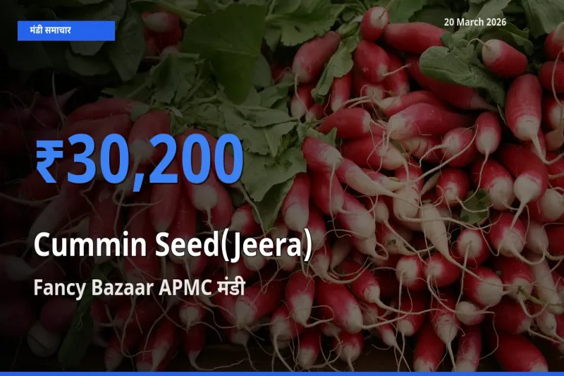 आज का मंडी भाव: जीरा के सबसे ज़्यादा दाम Fancy Bazaar APMC में