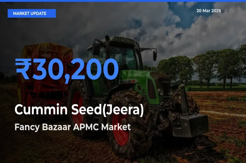 Fancy Bazaar APMC Emerges as Top Mandi for Cummin Seed(Jeera) Prices Today