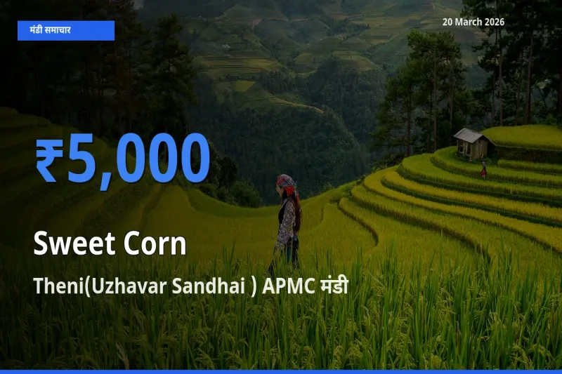 टॉप मंडी बना Theni(Uzhavar Sandhai ) APMC! स्वीट कॉर्न के सबसे ऊँचे दाम यहीं दर्ज
