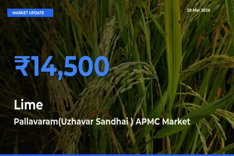 Pallavaram(Uzhavar Sandhai ) APMC Emerges as Top Mandi for Lime Prices Today