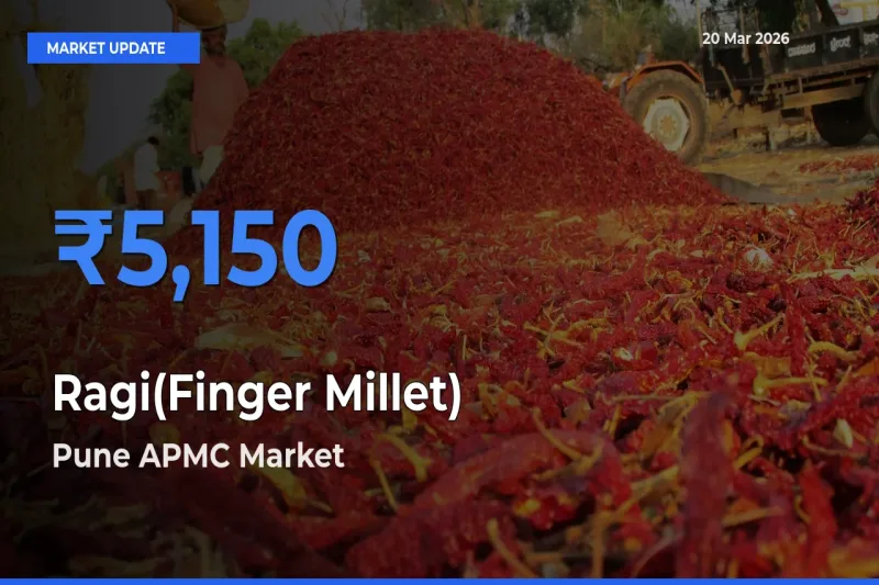 Pune APMC Emerges as Top Mandi for Ragi(Finger Millet) Prices Today