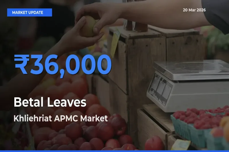 Khliehriat APMC Tops Betal Leaves Rates – March 20 Market Update