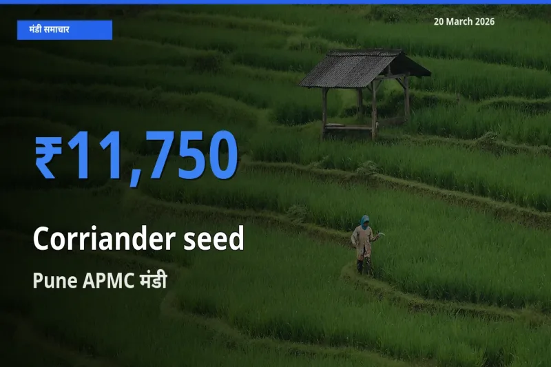 आज साबुत धनिया के सबसे ज़्यादा दाम Pune APMC मंडी में दर्ज