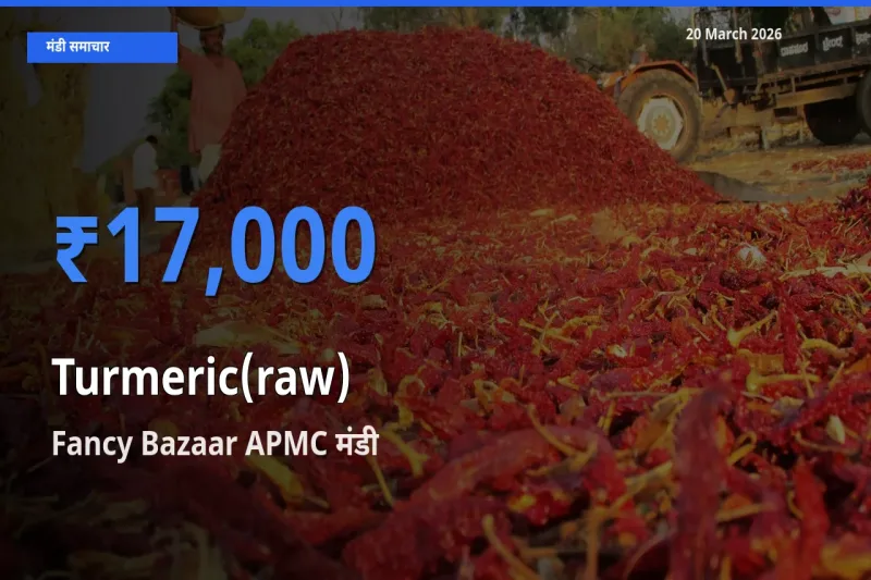 Fancy Bazaar APMC में हल्दी (कच्ची) का आज सबसे ऊँचा भाव