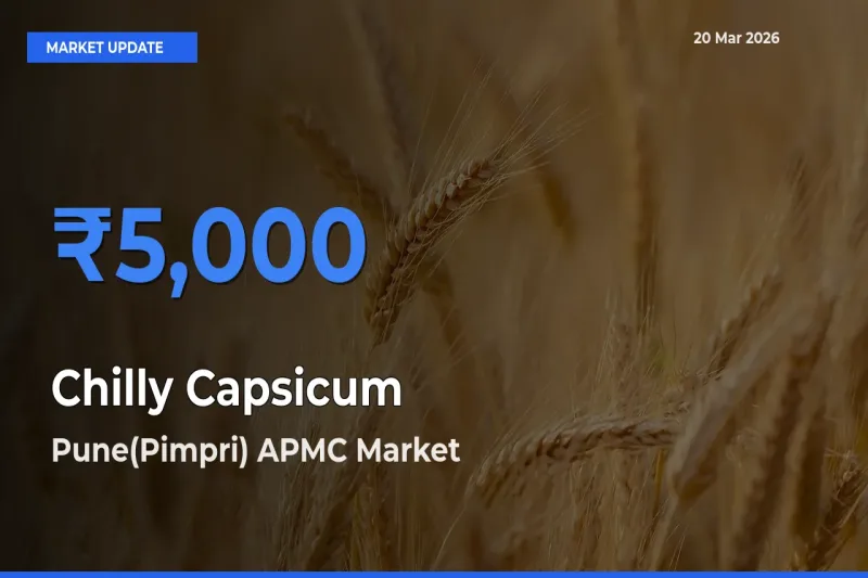 Pune(Pimpri) APMC Tops Chilly Capsicum Mandi Rates Today