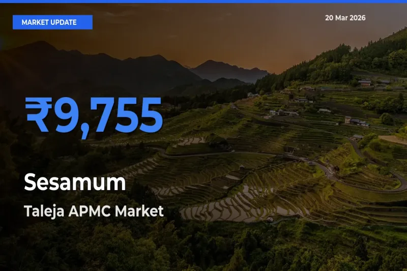 Taleja APMC Offers ₹9,755 – Highest Sesamum Rate Today