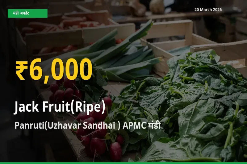 पका कटहल के दामों ने बनाया नया रिकॉर्ड, Panruti(Uzhavar Sandhai ) APMC में तेज़ी