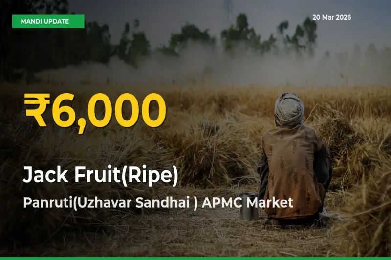 Jack Fruit(Ripe) Prices Soar to Record High in Panruti(Uzhavar Sandhai ) APMC – Farmers Alert Today