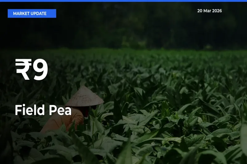 Multi-Mandi Trend Emerges as Field Pea Prices Shift Across Key Markets
