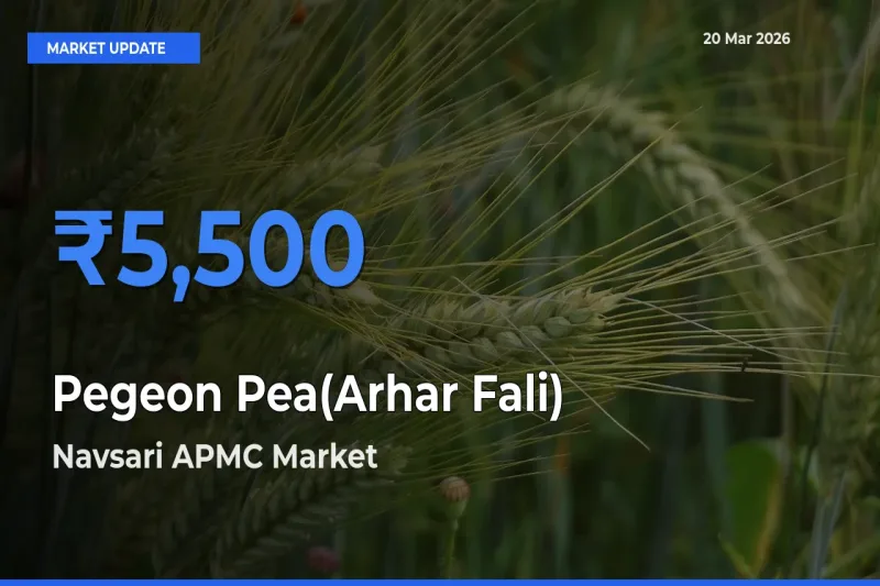 Top Performer! Navsari APMC Offers Best Pegeon Pea(Arhar Fali) Price Today