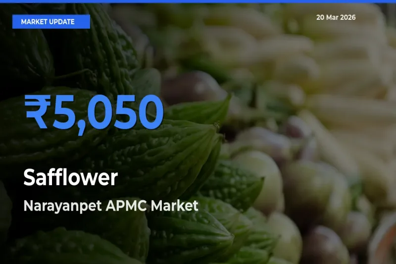 Narayanpet APMC Tops Safflower Rates – March 20 Market Update