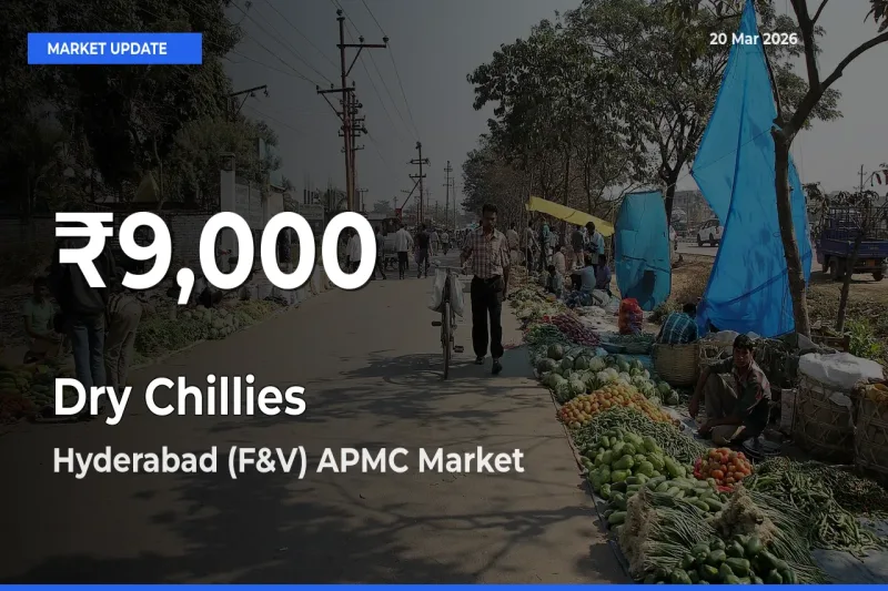 Dry Chillies Hits 30-Day Low in Hyderabad (F&V) APMC