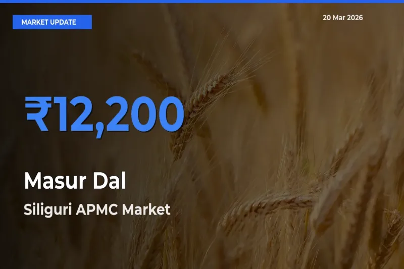 Siliguri APMC Emerges as Top Mandi for Masur Dal Prices Today