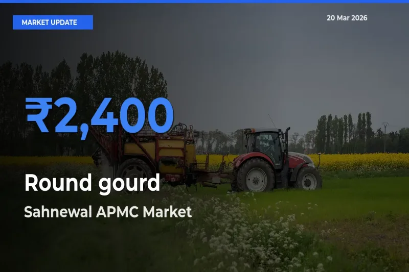 Sahnewal APMC Leads as Top Mandi for Round gourd Prices