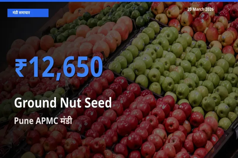 20 March अपडेट: मूंगफली बीज के सबसे ऊँचे दाम Pune APMC मंडी में