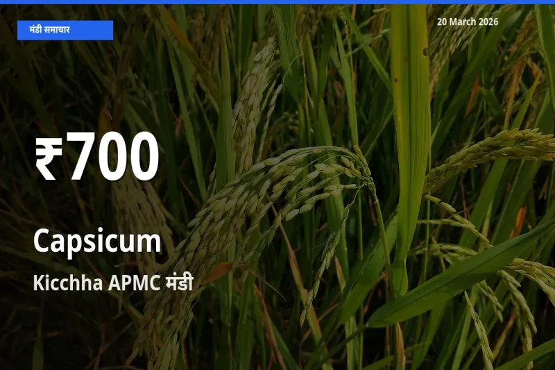 शिमला मिर्च के दामों में गिरावट, Kicchha APMC में 30 दिन का न्यूनतम भाव