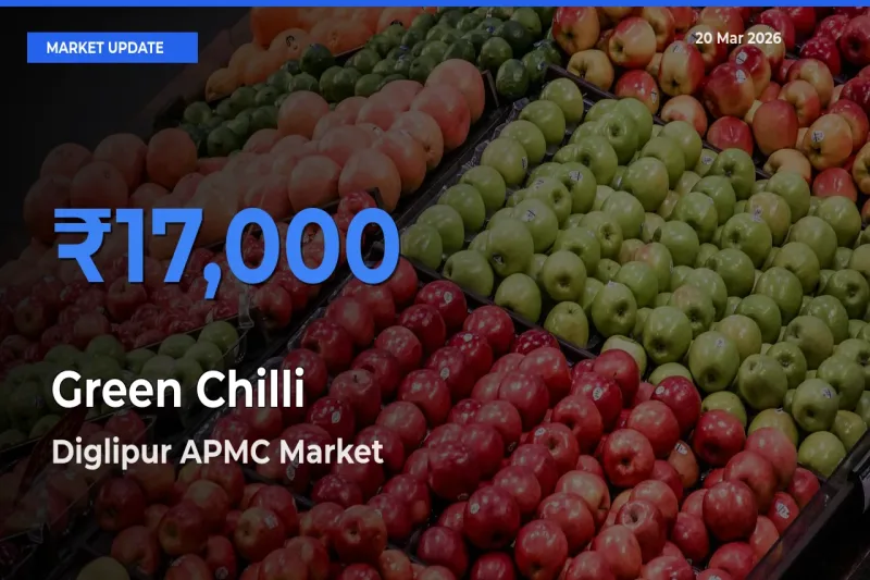 Diglipur APMC Leads as Top Mandi for Green Chilli Prices