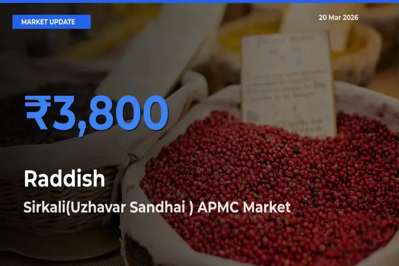 Raddish Mandi Rate Today: Sirkali(Uzhavar Sandhai ) APMC Tops the List