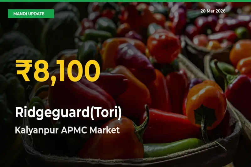 Farmers Benefit as Ridgeguard(Tori) Rate Touches New High in Kalyanpur APMC
