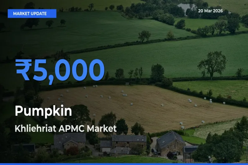 Khliehriat APMC Records Highest ₹5,000 Rate for Pumpkin