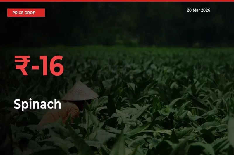 Farmers Alert as Spinach Prices Slide 16.1% in Local Mandis