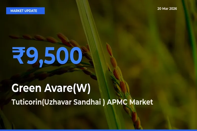 Market Watch: Tuticorin(Uzhavar Sandhai ) APMC Becomes Top Mandi for Green Avare(W)