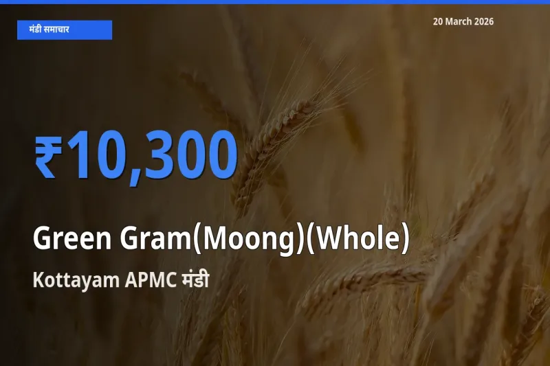 Kottayam APMC में साबुत मूंग का आज सबसे ऊँचा भाव