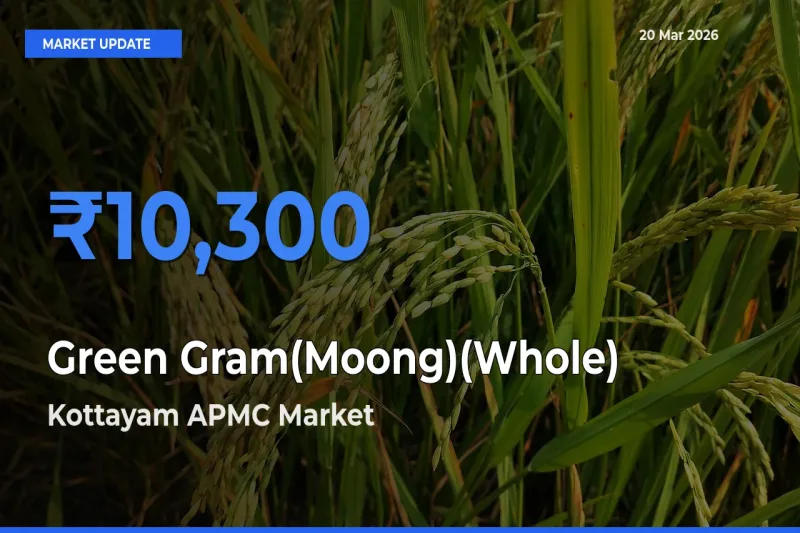 Top Performer! Kottayam APMC Offers Best Green Gram(Moong)(Whole) Price Today
