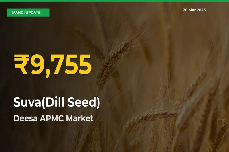 Suva(Dill Seed) Mandi Rate Surges Today in Deesa APMC – Highest Level in 30 Days