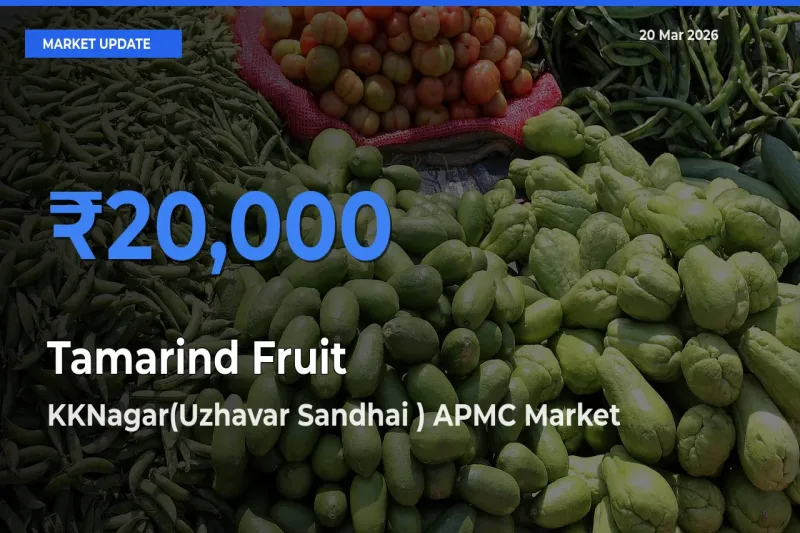 KKNagar(Uzhavar Sandhai ) APMC Tops Tamarind Fruit Mandi Rates Today