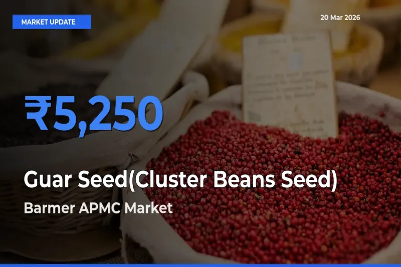 Barmer APMC Tops Guar Seed(Cluster Beans Seed) Mandi Rates Today
