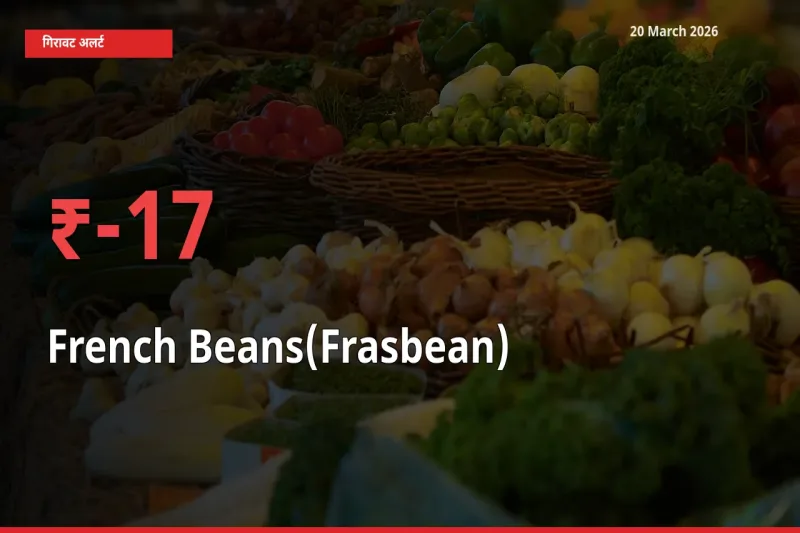 स्थानीय मंडी में फ़्रेंच बीन्स (फ़्रासबीन) के दाम अचानक 16.89% गिरे, किसानों की चिंता बढ़ी
