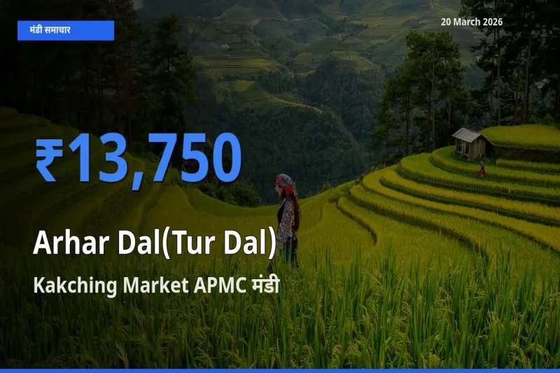 किसानों की पसंद बना Kakching Market APMC, अरहर दाल के सबसे अच्छे दाम