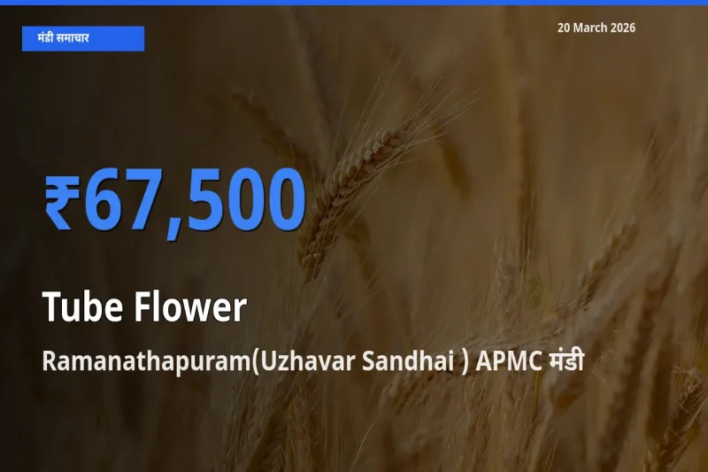किसानों की पसंद बना Ramanathapuram(Uzhavar Sandhai ) APMC, रजनीगंधा के सबसे अच्छे दाम
