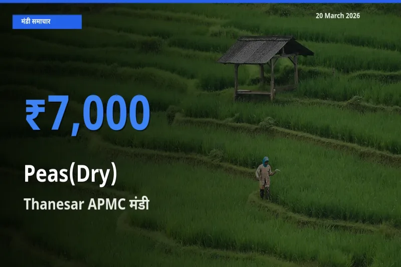 आज सूखी मटर के सबसे ज़्यादा दाम Thanesar APMC मंडी में दर्ज