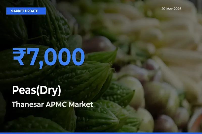 Market Watch: Thanesar APMC Becomes Top Mandi for Peas(Dry)