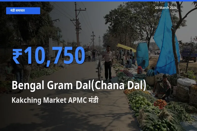 Kakching Market APMC मंडी में चना दाल ₹10,750 पर पहुँचा – आज का सर्वोच्च भाव