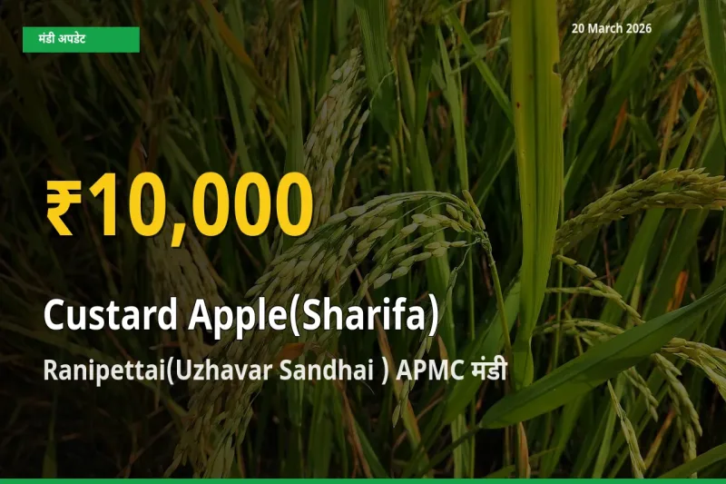 किसानों के लिए खुशखबरी! Ranipettai(Uzhavar Sandhai ) APMC में शरीफा के दाम रिकॉर्ड स्तर पर