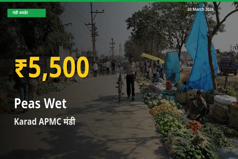 हरी मटर के दामों में रिकॉर्ड तेज़ी, Karad APMC