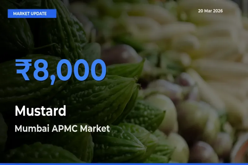 Mustard Mandi Rate Today: Mumbai APMC Tops the List