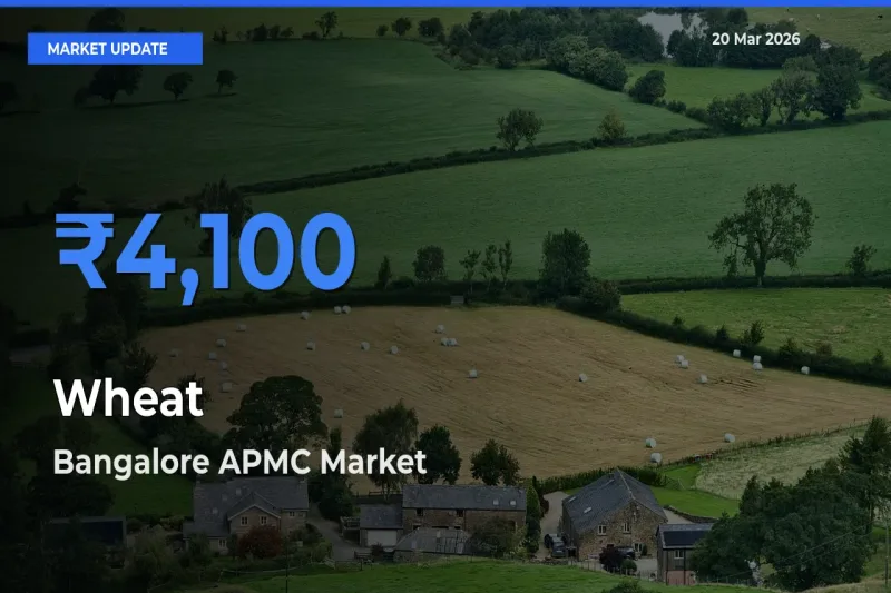 Bangalore APMC Tops Wheat Rates – March 20 Market Update