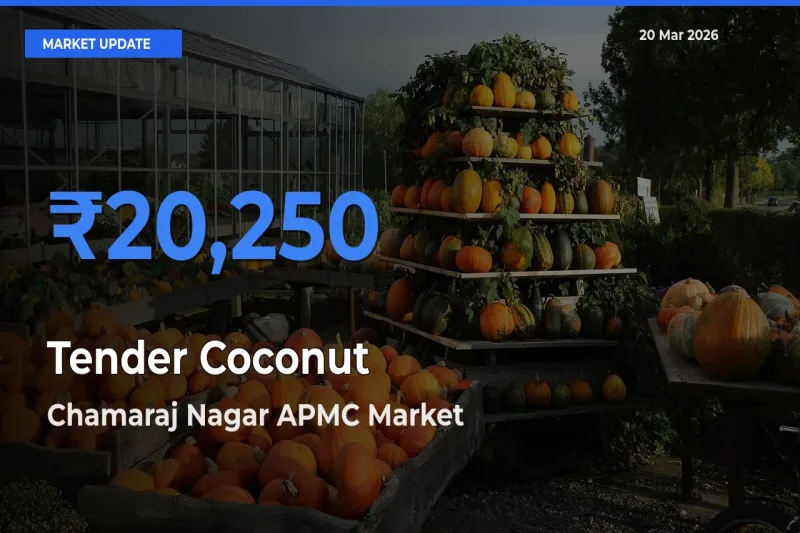 Market Watch: Chamaraj Nagar APMC Becomes Top Mandi for Tender Coconut