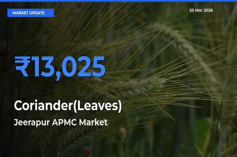 Market Watch: Jeerapur APMC Becomes Top Mandi for Coriander(Leaves)